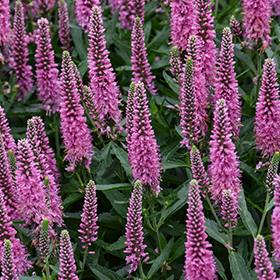 Plant Photo 3