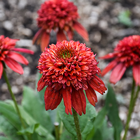 Plant Photo 7