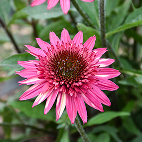 Plant Photo 8