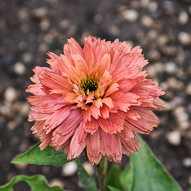 Plant Photo 10