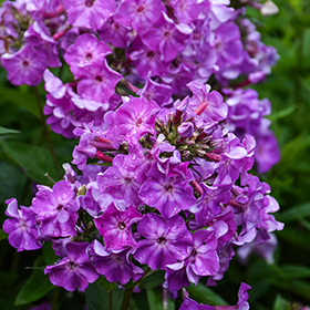 Plant Photo 5