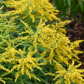 Plant Photo 9