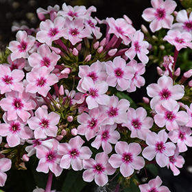 Plant Photo 7