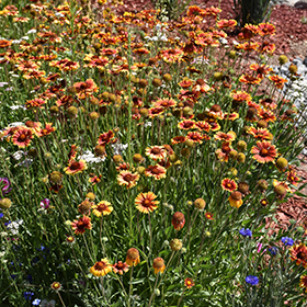 Plant Photo 1