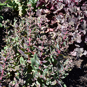 Plant Photo 4