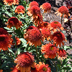 Plant Photo 10
