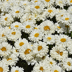 Plant Photo 5
