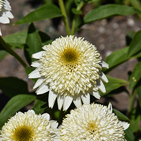 Plant Photo 1