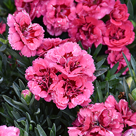 Plant Photo 5