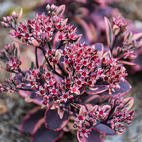 Plant Photo 10