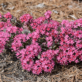 Plant Photo 8