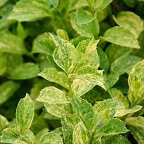 Plant Photo 1