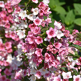 Plant Photo 10