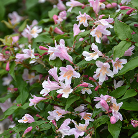Plant Photo 5