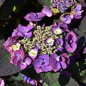 Plant Photo 2