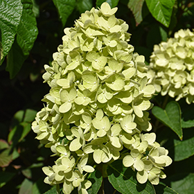 Plant Photo 3