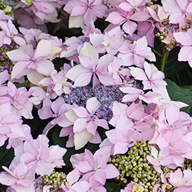 Plant Photo 1